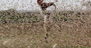 Stire din Actualitate : DISTRUG TOTUL ÎN CALE! Invazie-record de lăcuste în Somalia