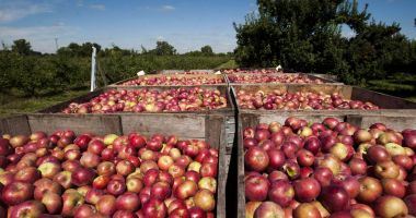 Stire din Economie : România, bătută măr de Polonia la producția de mere