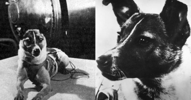 GALERIE FOTO / Cățelușa Laika, comemorată la 60 de ani după ce a fost trimisă în spațiu - 3