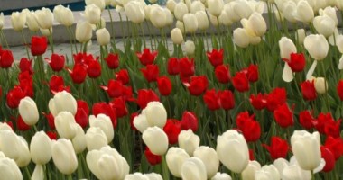 Lalele și gerbera confiscate de Poliția Constanța