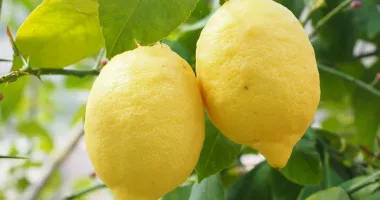 Stire din Sănătate : Beneficiile consumului de lămâie pentru sănătatea bilei