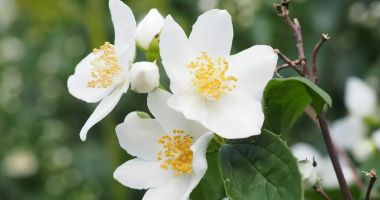 Stire din Sănătate : Lămâița combate oboseala și reduce crampele menstruale