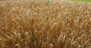Stire din Economie : România, cel mai mic randament din UE la producția de grâu
