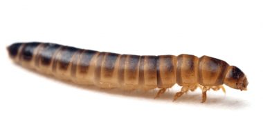 Petre Daea, despre larva gândacului de bălegar, aprobat de UE ca aliment comestibil: 