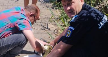 Stire din Eveniment : Jandarmii constănțeni au salvat o lebădă prinsă într-un cârlig de pescuit