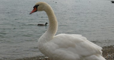 Stire din Social : Un stol de lebede a poposit pe malul mării, la Eforie Sud