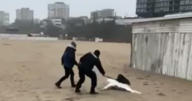 O lebădă rănită, ajutată de jandarmii constănțeni - 2