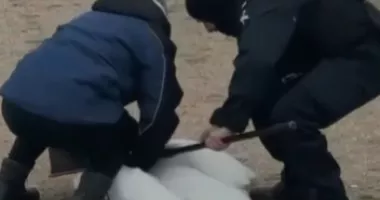 Stire din Eveniment : O lebădă rănită, ajutată de jandarmii constănțeni