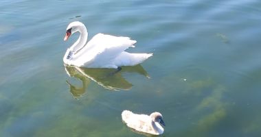 Jandarmii constănțeni au salvat o lebădă prinsă într-un cârlig de pescuit - 2