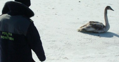 Lebădă salvată din brațele braconierilor - 3