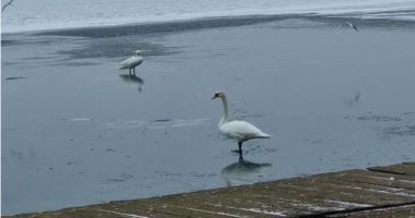 Stire din Eveniment : VIDEO. Pompierii constănţeni, solicitaţi să salveze două lebede pe de pe lacul îngheţat