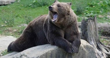 Stire din Actualitate : Camera Deputaților a adoptat proiectul de lege privind situația urșilor. Câți vor putea fi vânați