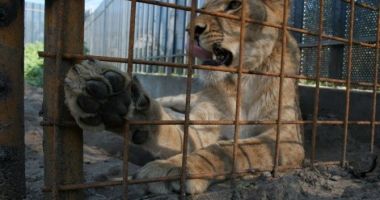 Stire din Actualitate : Din dorinţa de a-şi impresiona iubita, un bărbat a intrat în cuşca leilor şi a sfârşit mâncat de viu