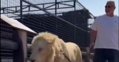 Stire din Actualitate : Cosmin Olăroiu a ieşit la plimbare cu leul în lesă. Imagini virale din Emiratele Arabe