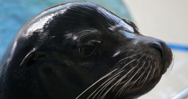 Stire din Social : O nouă atracție la Delfinariul Constanța
