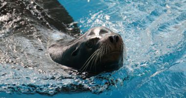O nouă atracție la Delfinariul Constanța - 2
