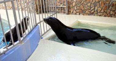 Stire din Social : Delfinariul Constanța s-a îmbogățit cu trei lei de mare