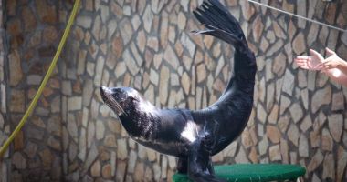 Stire din Social : Leii de mare aduși din Ucraina fac spectacol la Delfinariul din Constanța!