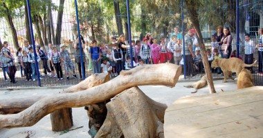Primarul Matei a invitat 40 de copii  la mini grădina sa zoologică - 3