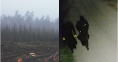 Mafia lemnului loveşte din nou: Camere de supraveghere distruse pe drumurile forestiere