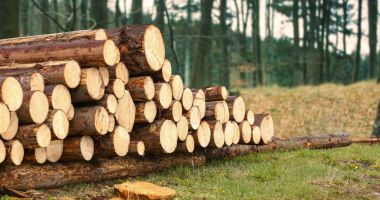 Stire din Eveniment : Pagube de peste 7 milioane de lei la stat. Peste 14 mii de metri cubi de lemn au fost furați din păduri