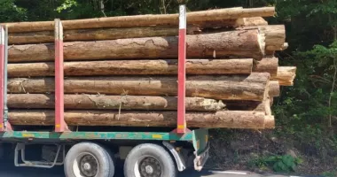 Ministerul Mediului reacționează după atacurile asupra camerelor care supraveghează transporturile de lemn