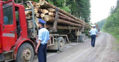 Trafic cu lemn în porturile Constanța și Constanța Sud-Agigea. Ce spune MAI