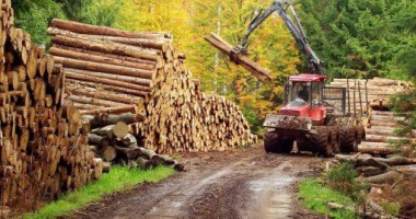 Stire din Economie : Lemnul  din pădure  se scumpește  cu 19%