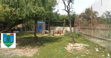Animale legate cu lanțul într-o gradină zoologică ilegală. Cât era preţul unui bilet de intrare - 2