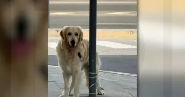 Stire din Actualitate : Victime fără voce. Animalele abandonate în haosul evacuărilor din Dubai și Qatar
