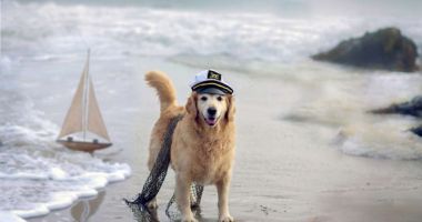 Stire din Social : Liber cu câinii pe nisip! A fost promulgată legea care permite accesul animalelor de companie pe plajă