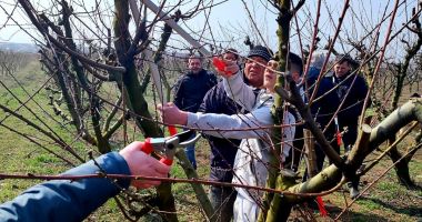 GALERIE FOTO. Elevi, studenți și fermieri au participat la demonstrații practice în livadă - 3
