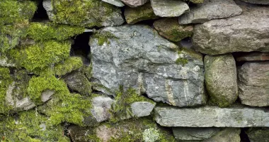 Lichenul de piatră, remediul natural pentru gât și căile respiratorii