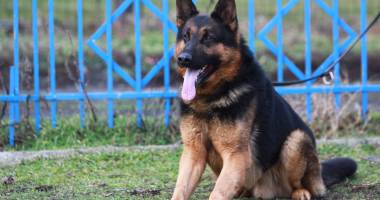 Stire din Eveniment : Câini polițiști  scoși la licitație  de Garda  de Coastă