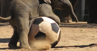 Stire din Sport : Liga I - rezultatele meciurilor disputate vineri, sâmbătă și duminică și clasamentul competiției