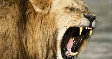 Stire din Eveniment : Alertă în România. Tânără mușcată de leu,  într-o zoo clandestină