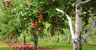 Stire din Economie : Livezile acoperă 1% din suprafața agricolă a UE