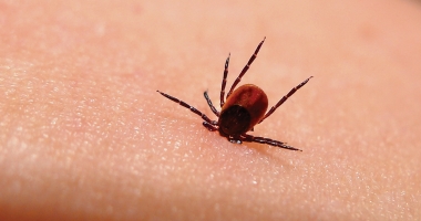 Alertă epidemiologică pentru boala Lyme