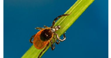 Stire din Actualitate : Peste 14% din populația lumii a avut boala Lyme