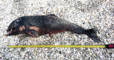 Măcel la malul mării! Șase pui de delfini uciși de plasele pescărești - 2