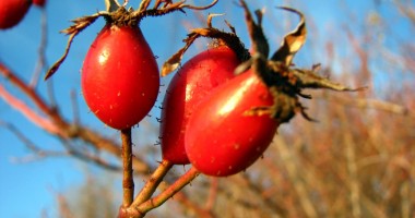 Stire din Diverse : Măceșele, rezervor bogat de vitamina C