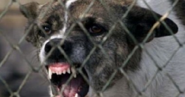 Stire din Social : Sute de mii de lei pentru tratarea celor mușcați de maidanezi