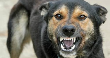 Stire din Eveniment : Copil de trei ani, mușcat de față și de cap de un câine lăsat liber