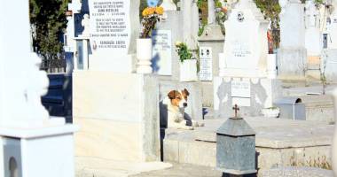 Stire din Social : Maidanezii, pericolul dintre morminte. Cimitirul Central, casă pentru haitele de câini