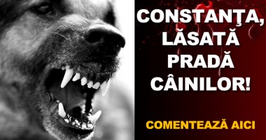 Stire din Politică-Administrație : De ce NU POATE Constanța să scape de CÂINII MAIDANEZI