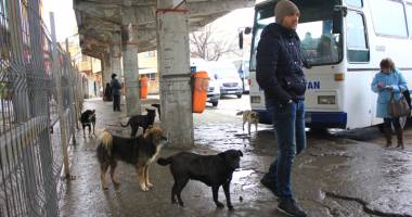 Stire din Eveniment : Maidanezii din Autogara Sud fac victime. Ce măsuri vor să ia reprezentanții autogării