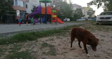 Locurile de joacă, sub asediul maidanezilor, în Poarta 6! "Ne temem pentru siguranța copiilor!" - 2