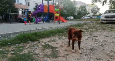 Locurile de joacă, sub asediul maidanezilor, în Poarta 6! "Ne temem pentru siguranța copiilor!" - 4