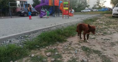 Locurile de joacă, sub asediul maidanezilor, în Poarta 6! "Ne temem pentru siguranța copiilor!" - 5