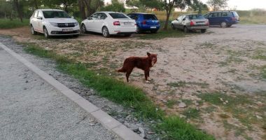 Locurile de joacă, sub asediul maidanezilor, în Poarta 6! "Ne temem pentru siguranța copiilor!" - 6